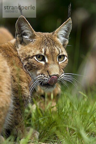 SIBERISCHER LYNX (lynx lynx wrangeli)  ERWACHSENER LECKT SEINE NASE