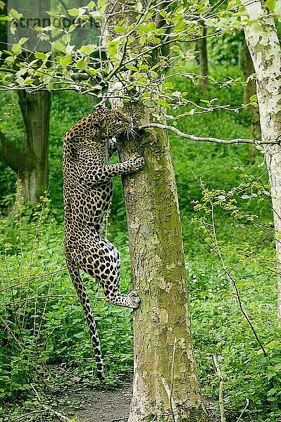 Ceylon-Leopard (panthera pardus kotiya)  ERWACHSENER KLIMMER AUF DEM BAUMSTAMM