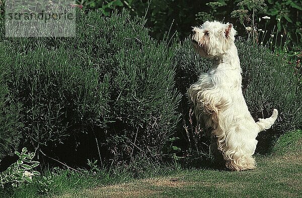 WEST HIGHLAND WHITE TERRIER  ERWACHSEN  SCHAUT ÜBER DEN RAND