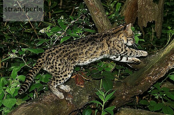 TIGERKATZE ODER Nördliche Tigerkatze (leopardus tigrinus)  ERWACHSENER SPRINGT AUF DEN BRANCH