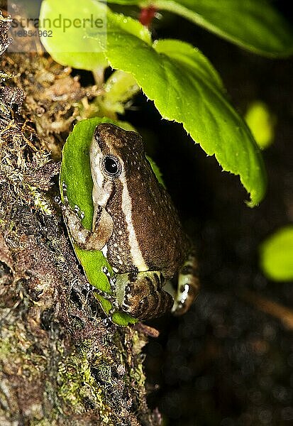 GIFT-SCHWARZFROSCH colostethus infraguttatus  ERWACHSENER AM BLATT  ECUADOR