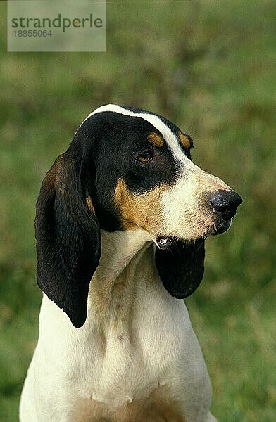 Großer ANGLO-FRANZÖSISCHER TRIKOLORE-HUND  PORTRAIT EINES ERWACHSENEN