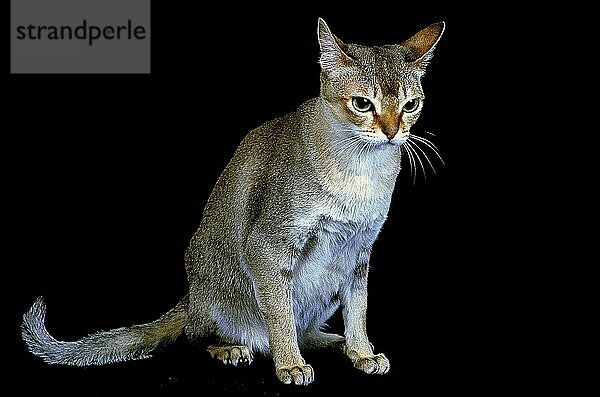 SINGAPURISCHE HAUSKATZE  ERWACHSEN VOR SCHWARZEM HINTERGRUND