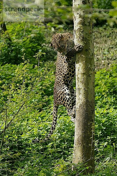 Ceylon-Leopard (panthera pardus kotiya)  ERWACHSENER KLIMMER AUF DEM BAUMSTAMM