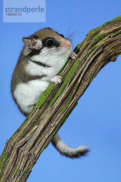 GARTEN-DORMOUSE (eliomys quercinus)  ERWACHSENER AM NORMANDY IN Frankreich