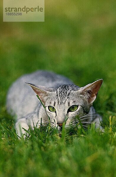 Orientalische Hauskatze  erwachsen  liegt auf Gras