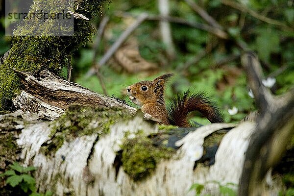 Rotes Eichhörnchen (sciurus vulgaris)  erwachsen  Haselnuss essend  Normandie