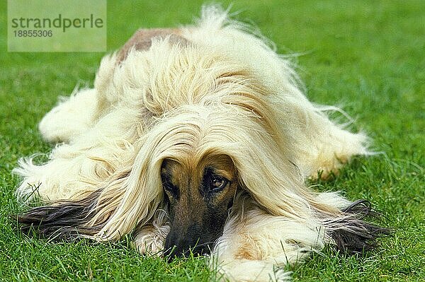 Afghanischer Windhund  Erwachsener Hund  der auf Gras liegt