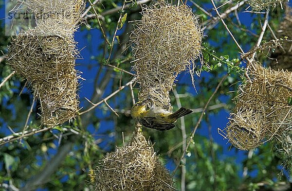 Goldweber (ploceus xanthops)  Erwachsener arbeitet am Nest  Tansania  Afrika