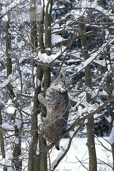 BOBCAT (lynx rufus)  ERWACHSENER KLIMMERNDER BAUMSTAMM  KANADA