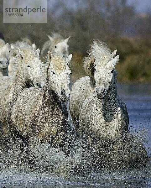 CAMARGUE PFERD  HERDE IM SUMPF  SAINTES MARIE DE LA MER IM SÜDEN VON Frankreich