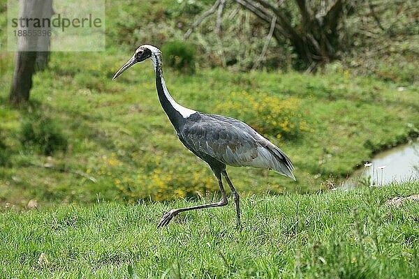 Weißnackenkranich (grus vipio)  Erwachsener geht auf Gras