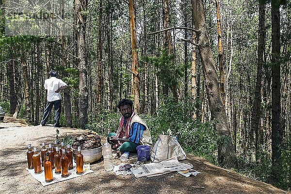 Ein Stammesangehöriger verkauft Steinhonig hinter einem Kiefernwald in der Nähe von Ooty Udhagamandalam  Tamil Nadu  Südindien  Indien  Asien