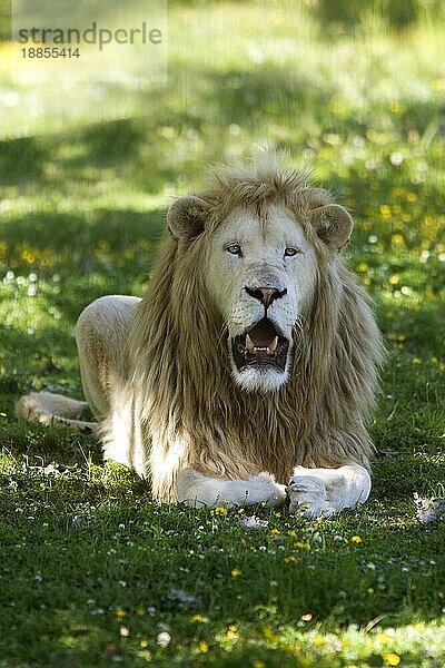 WEISSER LÖWE (panthera leo) krugensis  ERWACHSENES MÄNNCHEN