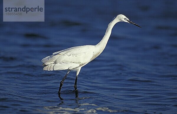 INTERMEDIATE Seidenreiher (egretta garzetta)  ERWACHSENER IM WASSER STEHend  NAMIBIA