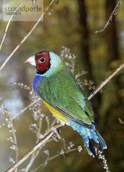 Gouldian Finch  chloebia gouldiae  Erwachsener