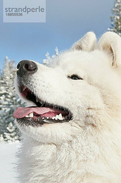 Samojedenhund  bjelkier  im Schnee  Cocolalla  Idaho  USA  Nordamerika