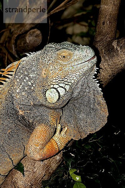 GRÜNER IGUANA Leguan iguana  ERWACHSENER AUF BRANCHE