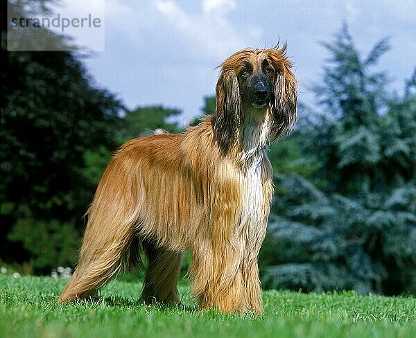 Afghanischer Windhund  Erwachsener Hund stehend auf Gras