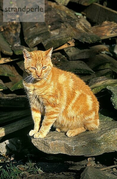 ROT GETIGERTE HAUSKATZE  ERWACHSEN  AUF STEIN SITZEND