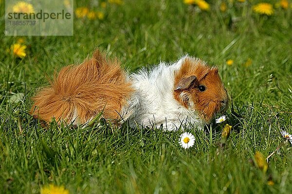 GUINEA Rosetten-Meerschweinchen (cavia porcellus)  ERWACHSENER MIT BLUMEN