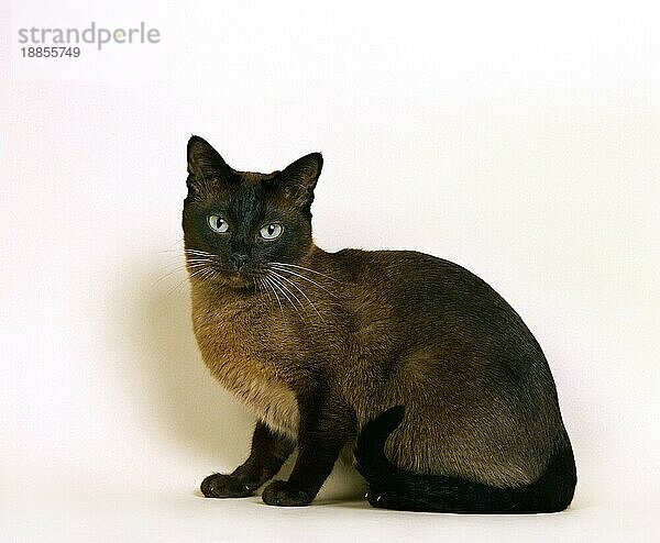 Tonkinese Hauskatze  Erwachsene sitzen gegen weißen Hintergrund