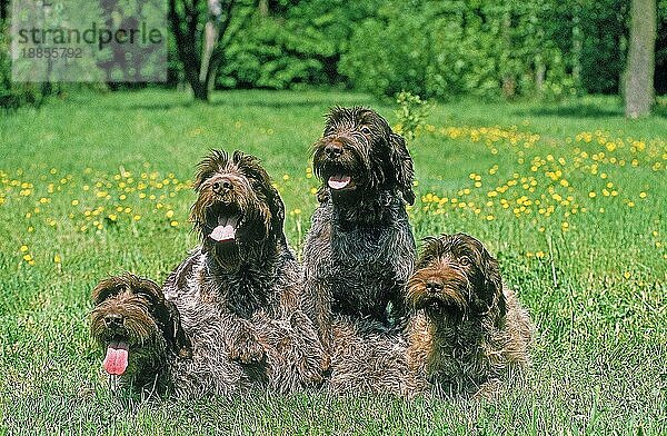 KORTALHUND ODER DRAHTHAARGIFFON  GRUPPE VON ERWACHSENEN IM GRAS SITZEND