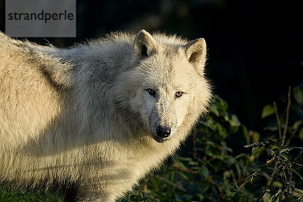 ARKTISCHER Alaska-Tundrawolf (canis lupus tundrarum)  ERWACHSENER