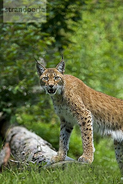 Sibirischer Luchs (lynx lynx wrangeli)  Erwachsener