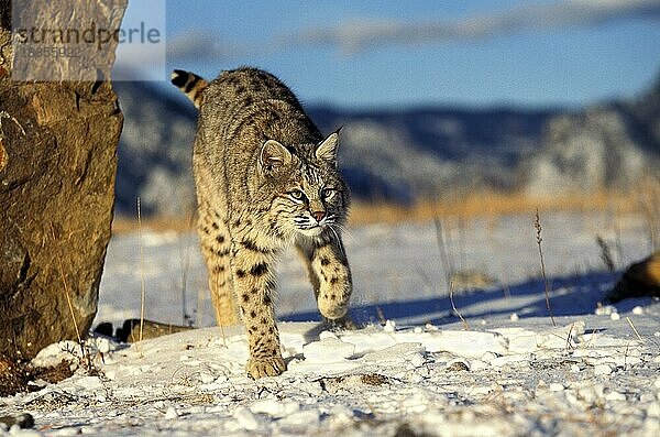 BOBCAT (lynx rufus)  ERWACHSENER IM SCHNEE STEHEND  KANADA