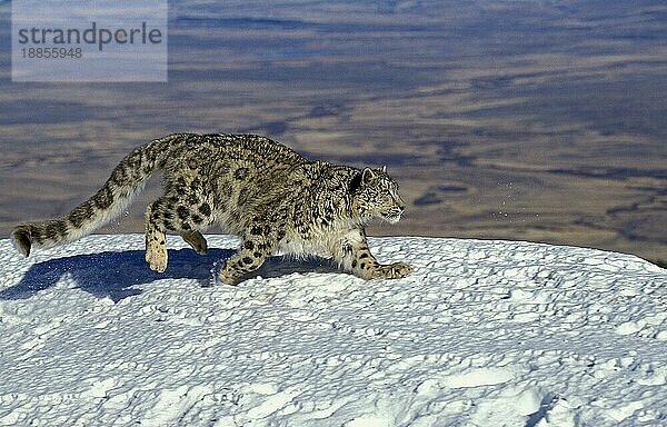 Snow Leopard oder Ounce  uncia uncia  Erwachsene unter Snow