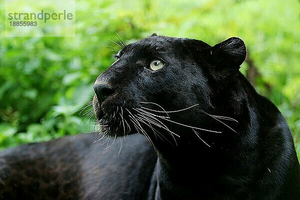 Schwarzer Panther (panthera pardus)  Portrait eines Erwachsenen