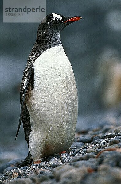 Eselspinguin (pygoscelis papua)  ERWACHSENER  LIVINGSTONE ISLAND