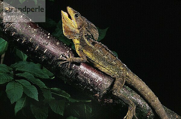 BRAUNE BASILISCHENLEISTE (basiliscus vittatus)  ERWACHSENER AUF BRANCHEN