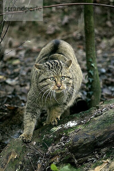 Europäische Wildkatze (felis silvestris)  erwachsen