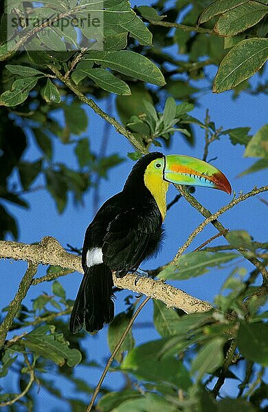 Kiefernschnabeltukan (ramphastos sulfuratus)  Erwachsener auf Ast  Costa Rica  Mittelamerika