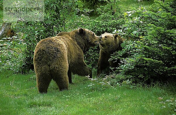 BRAUNBÄR (ursus arctos)  ERWACHSENE SPIELEN IM BUSCH