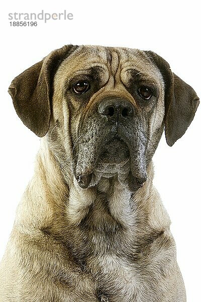 Cane Corso  eine Hunderasse aus Italien  Porträt eines Erwachsenen vor weißem Hintergrund