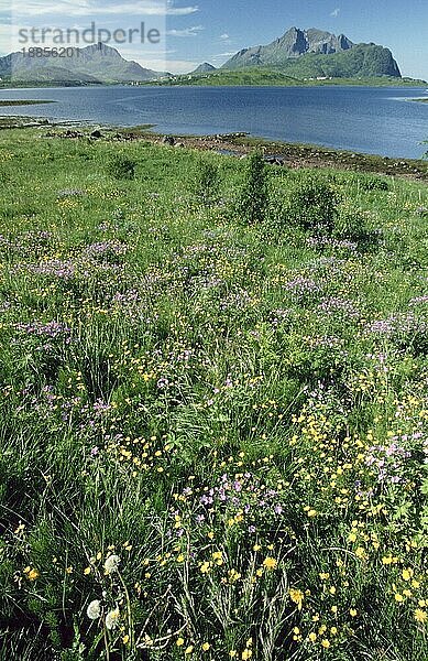 Blumenwiese an der Küste der Vesterales  Norwegen  Europa