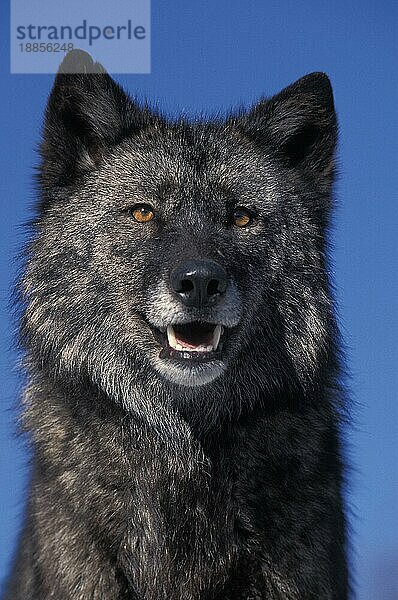 Mackenzie Valley Wolf (canis lupus) mackenzii  Portrait eines Erwachsenen  Kanada  Nordamerika