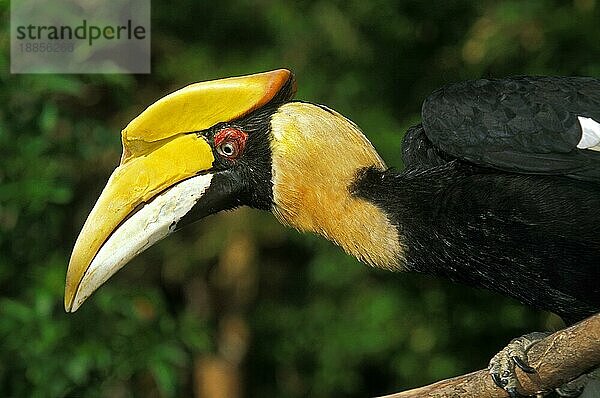 Großer Hornvogel (buceros bicornis)  Porträt eines Erwachsenen