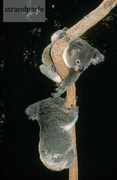 KOALA (phascolarctos cinereus)  ERWACHSENE SPIELEN AM BRANCH  AUSTRALIEN