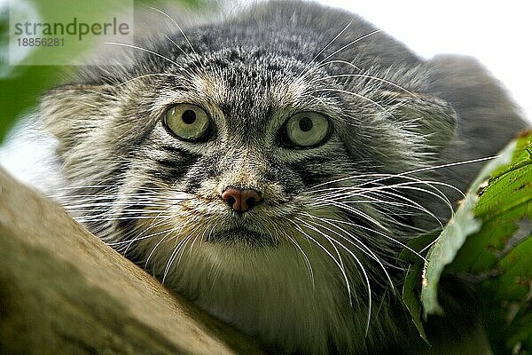 MANUL- ODER Manul (otocolobus manul)  KOPF EINES ERWACHSENEN