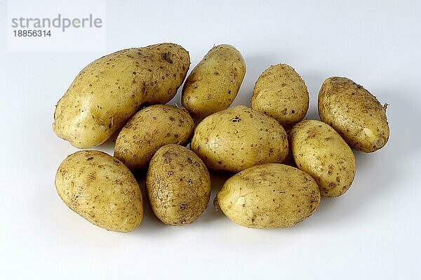 Kartoffeln (Solanum tuberosum) Emma  Freisteller