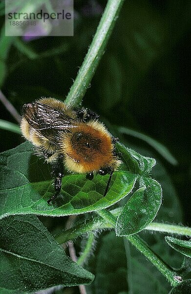 Hummel  Erwachsener stehend auf Blatt