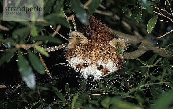 ERWACHSENER Kleiner Panda (ailurus fulgens)  KOPF AUS GRÜNEM FOLIENGEWEBE HERAUSGEHEND