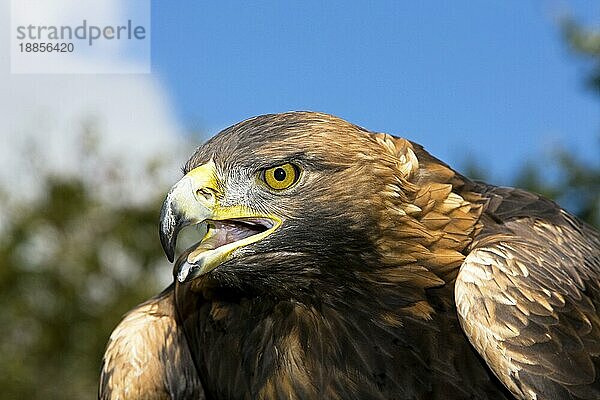 Steinadler (aquila chrysaetos)  Portrait eines Erwachsenen  der ruft