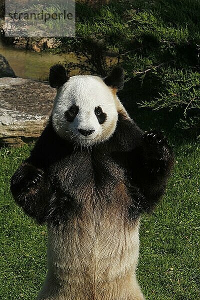 Großer Panda (ailuropoda melanoleuca)  erwachsen