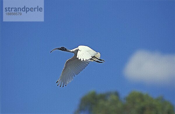 Heiliger Ibis  threskiornis aethiopica  Erwachsener im Flug  Kenia  Afrika