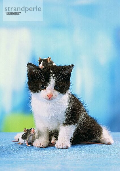 Hauskatze  Kätzchen und Farbmäuse  freistellbar